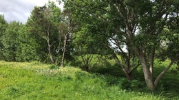 1950676_1.jpg
