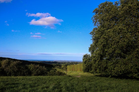 2505144_2.jpg
