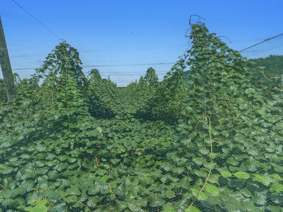 2505401_2.jpg