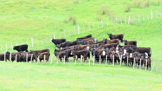 Rural Tender: 53 Jones Road, Porangahau, Central Hawkes Bay | Bayleys