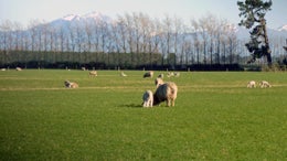 516400_1.jpg