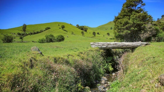 Rural Asking Price NZ$989,000 + GST: Paeroa, Paeroa, Hauraki | Bayleys