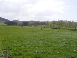 86183_1.jpg