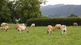 88681_1.jpg